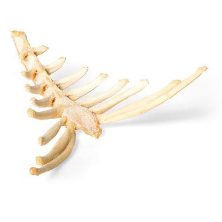 3B SCIENTIFIC Anatomical Models, Horse sternum 1021055